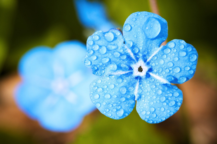 blue-flower-2197679_1280